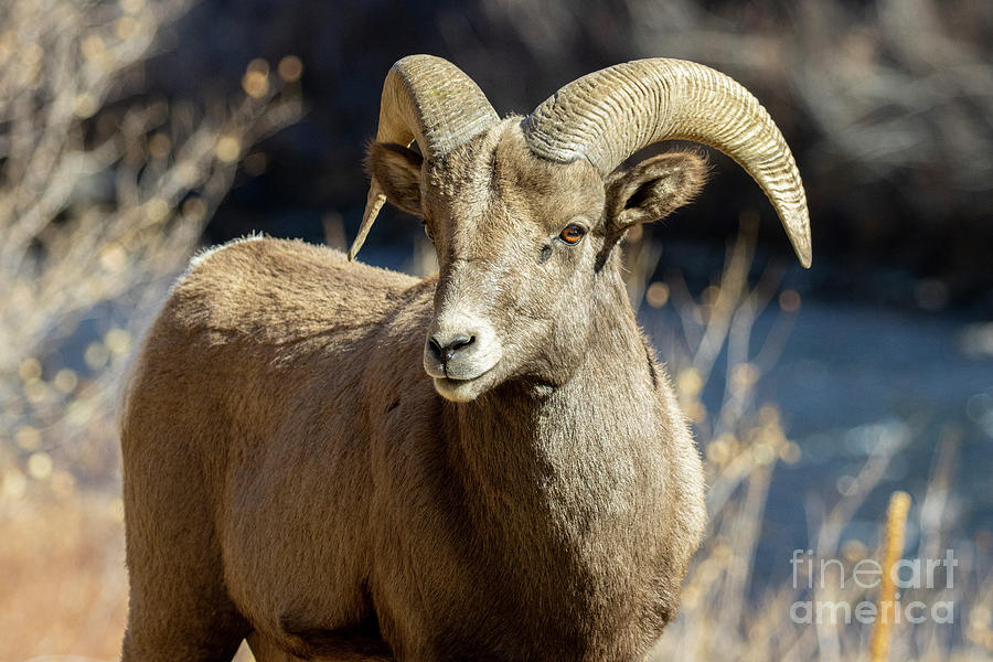Ram by the River Photograph by Steven Krull