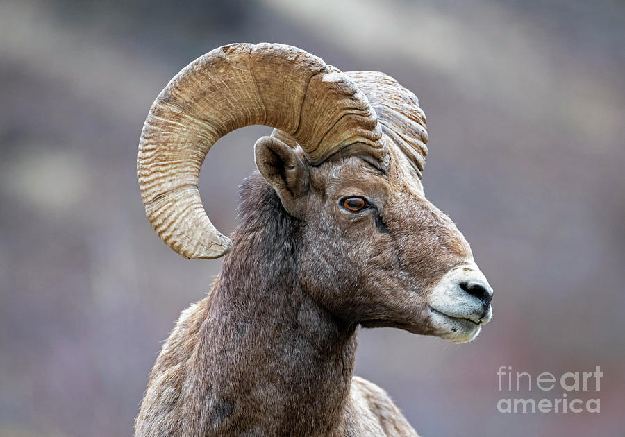 Ram Curl Photograph by Michael Dawson - Pixels