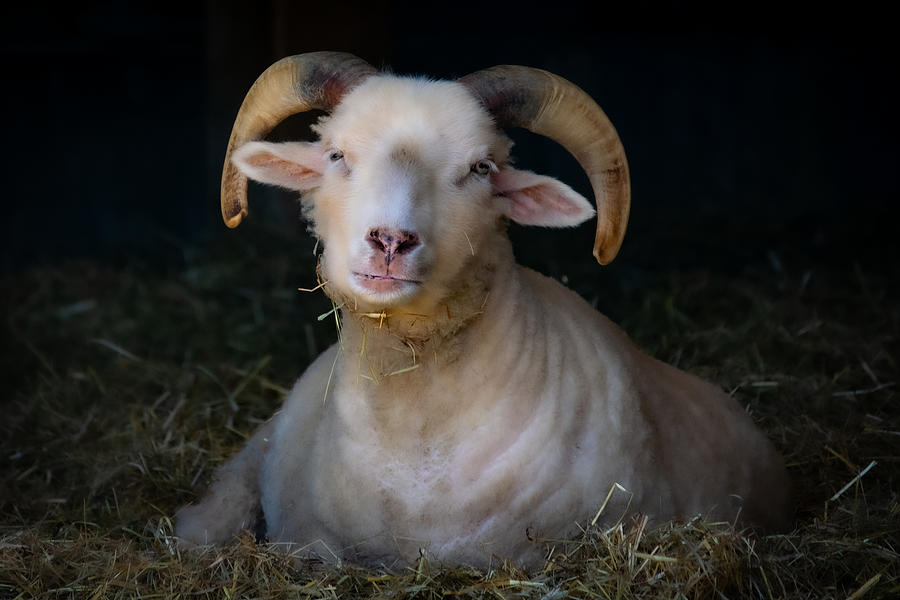 Ram in Barn II Photograph by Linda Bonaccorsi