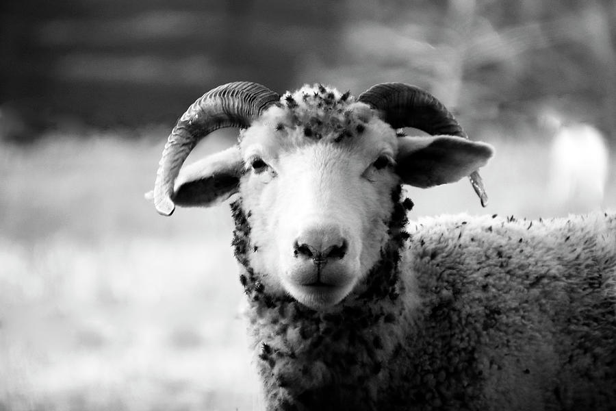 Ram in Field in Black and White Photograph by Angela Murdock