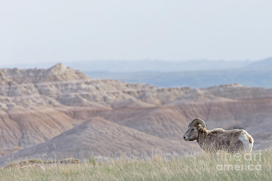 Ram in the Badlands Photograph by Natural Focal Point Photography