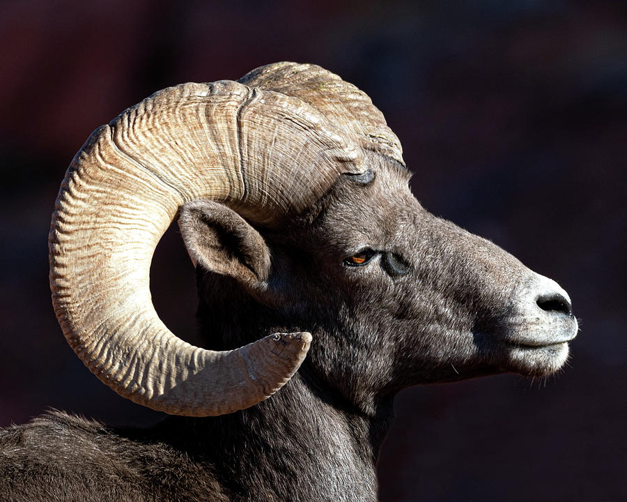 Ram Photograph by Mary Hone