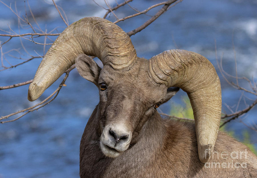 Ram Portrait by the Platte Photograph by Steven Krull