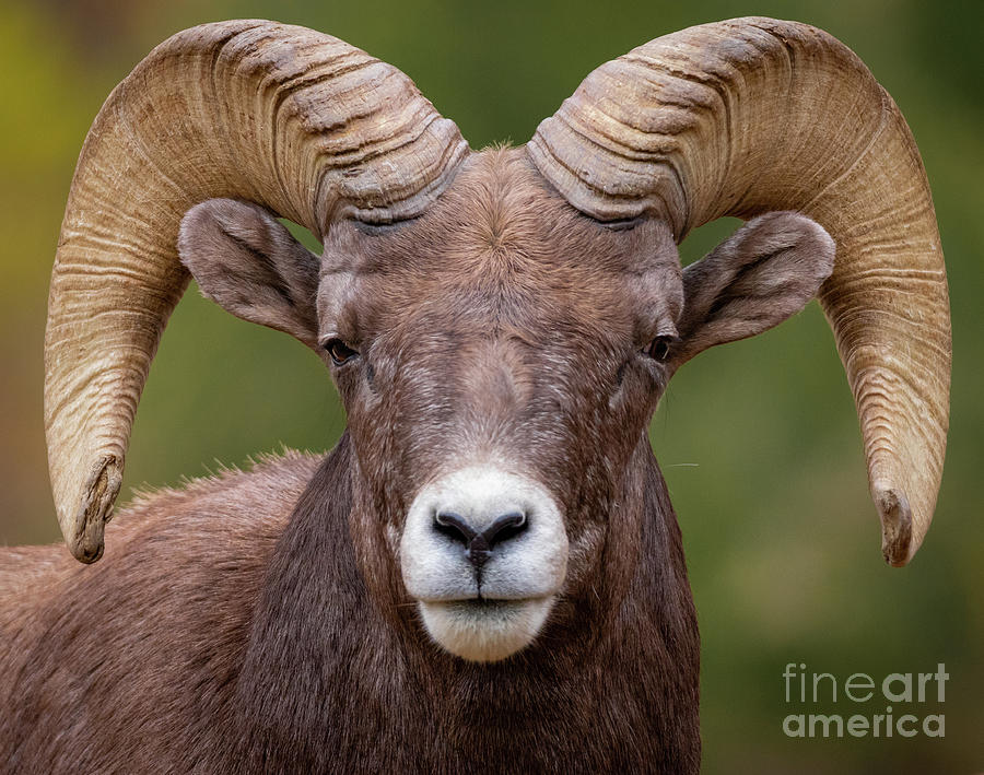 Ram Portrait Photograph by Dlamb Photography