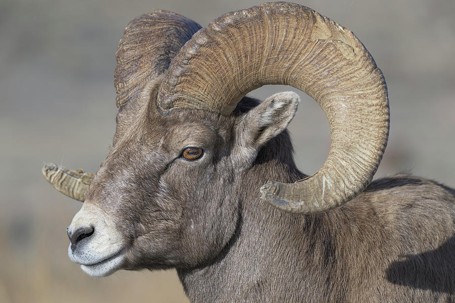 Ram Portrait I Photograph by Anita Wooldridge - Fine Art America