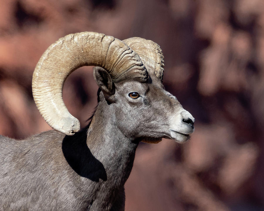 Ram portrait Photograph by Mary Hone