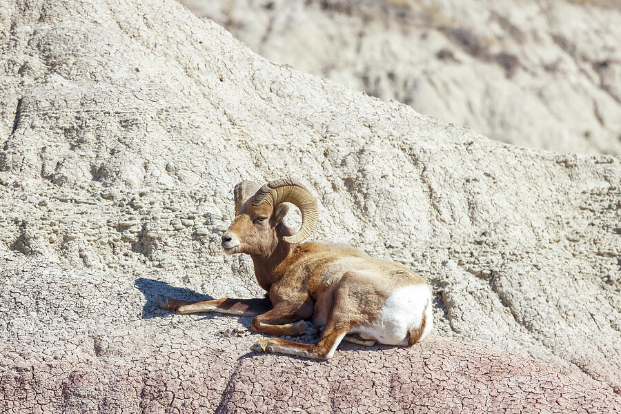 Ram Resting on a Ledge - Badlands National Park Photograph by Susan Rissi Tregoning