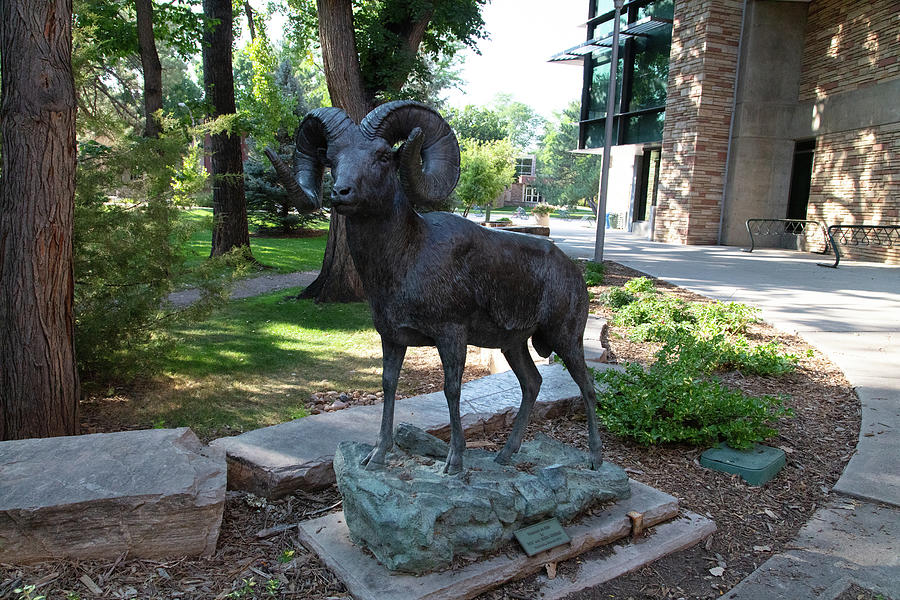 Ram statue at Colorado State University Photograph by Eldon McGraw ...