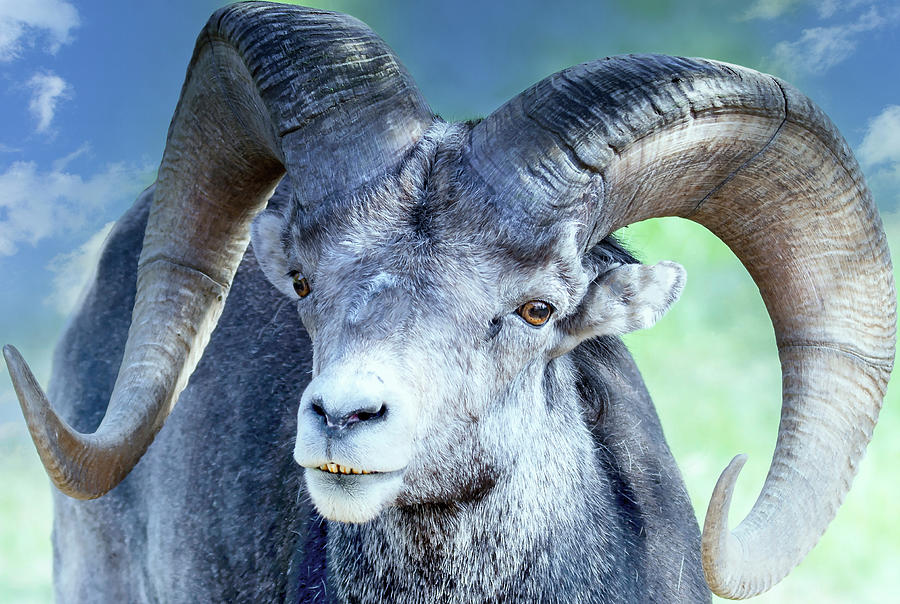 Ram Stone Sheep Photograph by Robert Libby