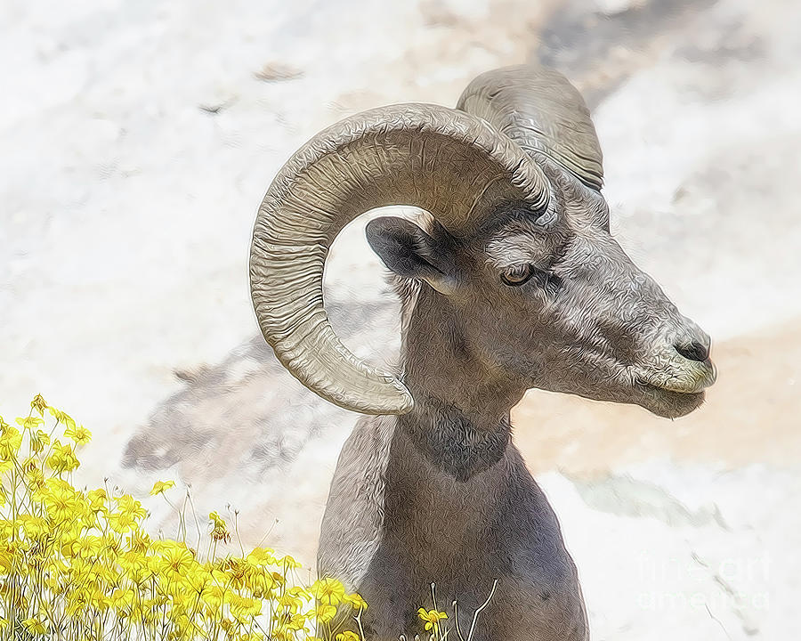 Ram with Yellow Flowers Photograph by Diane Enright
