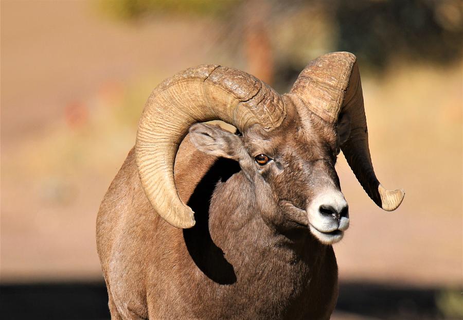 Rambling Ram Photograph by Larry Kniskern - Pixels