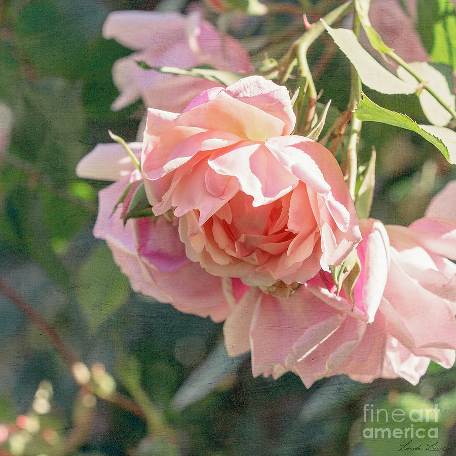 Rambling Rose Photograph by Linda Lees