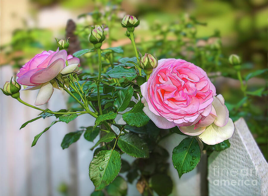 Rambling Rose Photograph by Shelia Hunt