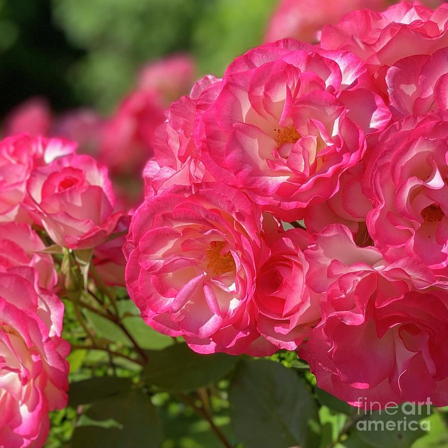 Rambling Roses Photograph by Wendy Golden