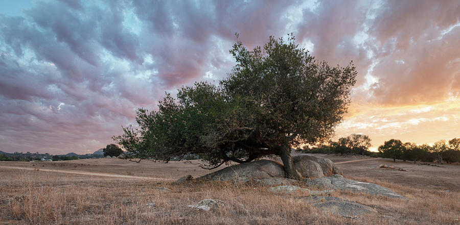 San Diego Photograph - Ramona Grasslands Tree and Colorful Sunset Clouds by William Dunigan