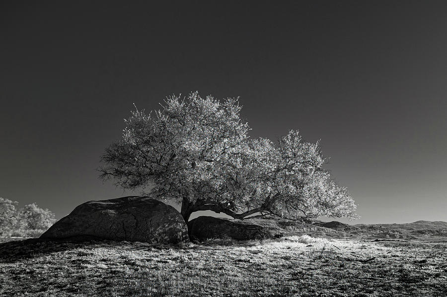 Ramona Oak in IR Photograph by Joseph Smith
