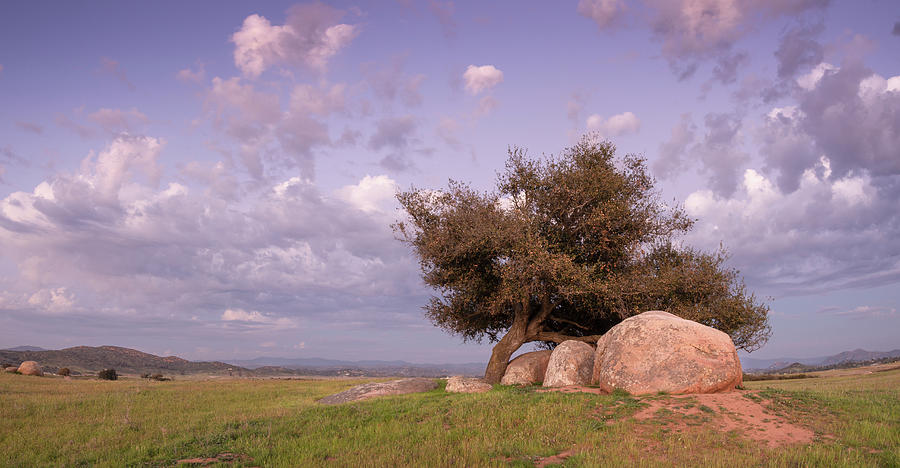 San Diego Photograph - Ramona Tree and Dusk Clouds by William Dunigan