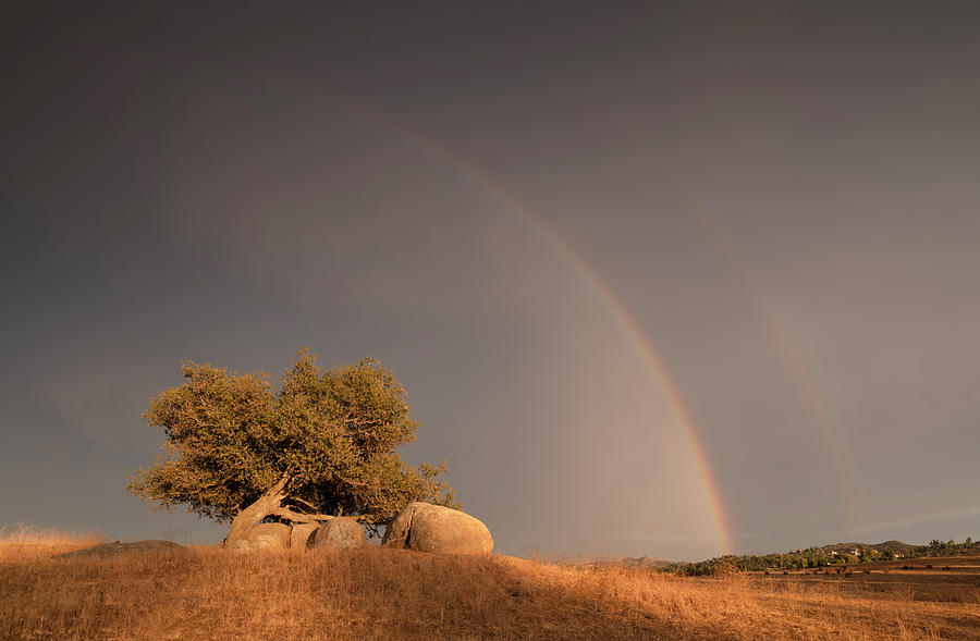 San Diego Photograph - Ramona Tree and Rainbow by William Dunigan