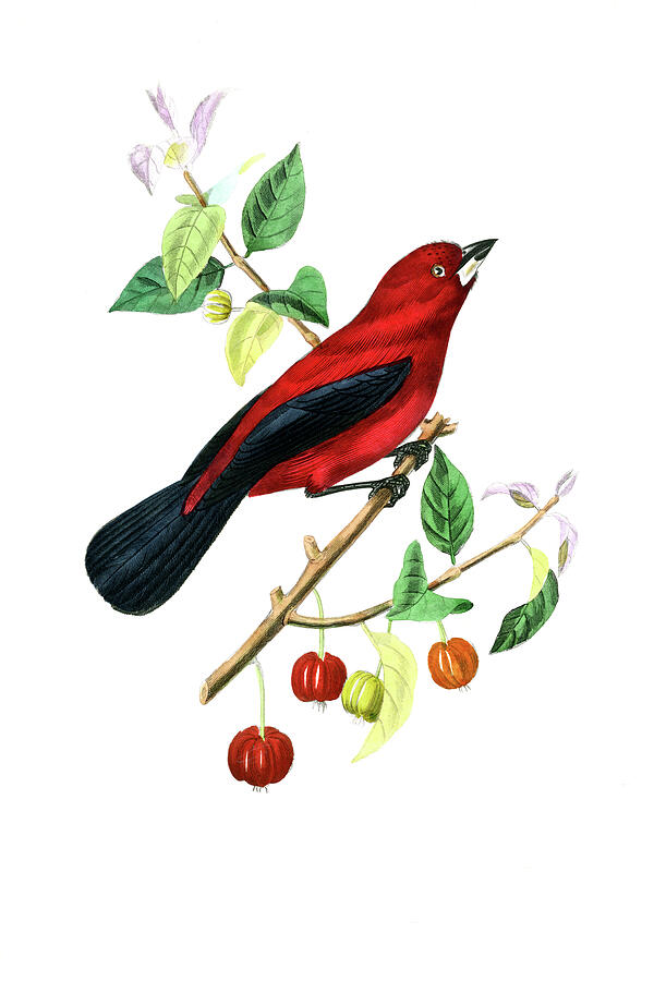 Ramphocelus bird Drawing by Paul Gervais