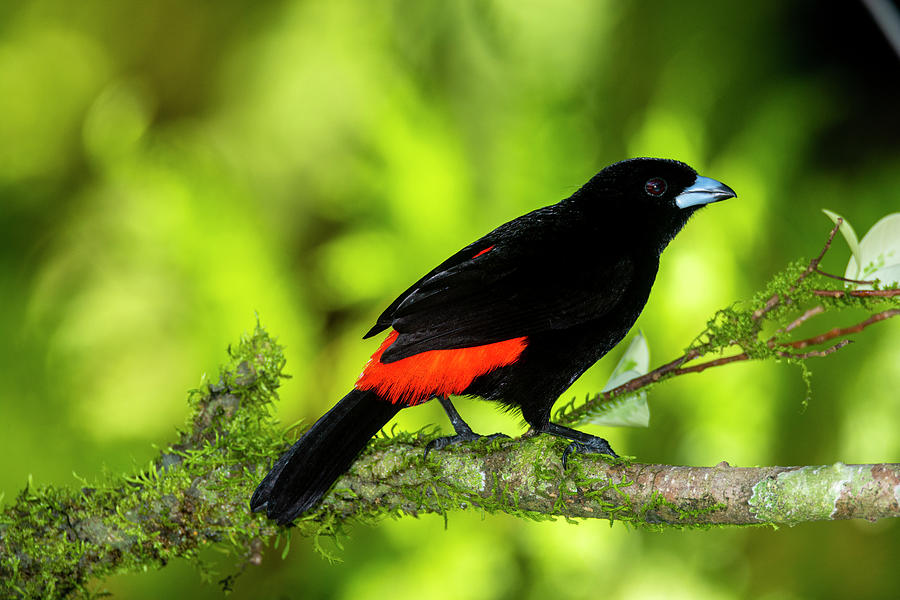 Ramphocelus costaricensis male on mossy branch Photograph by Raul Cole ...