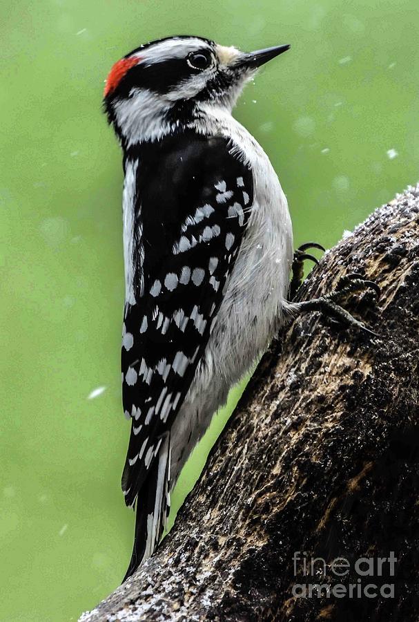Ramrod Straight Downy Woodpecker Photograph