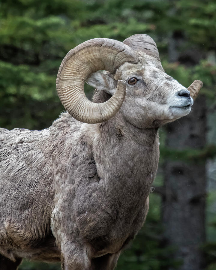 Rams Best Side Photograph by Belinda Greb