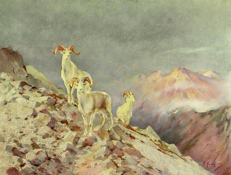 Animal Painting - Rams by Carl Rungius