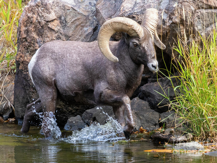 Rams in the River Photograph by Steven Krull