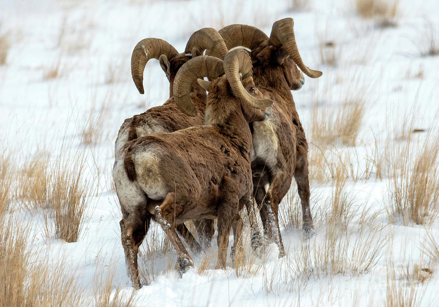 Rams on the Run Photograph by Michael Dawson - Fine Art America