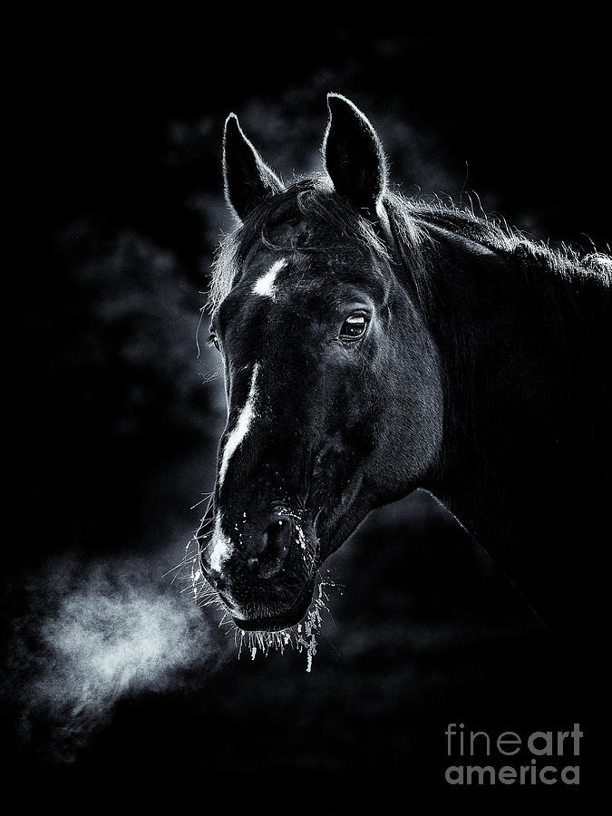 Ranch Horse in Black and White Photograph by Matt Suess