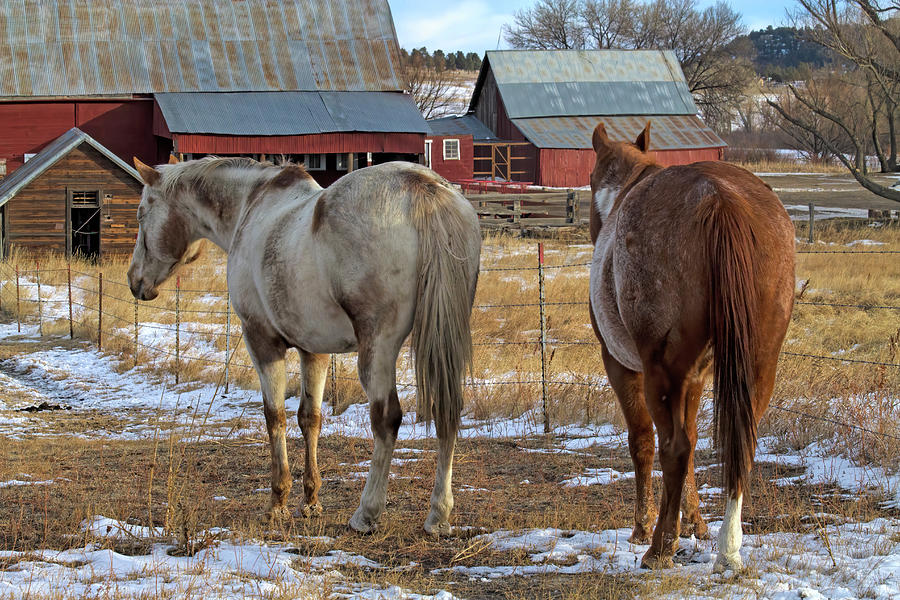 Ranch Horses Photograph