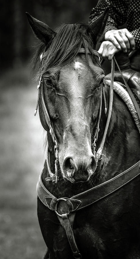 Ranchers Horse Photograph