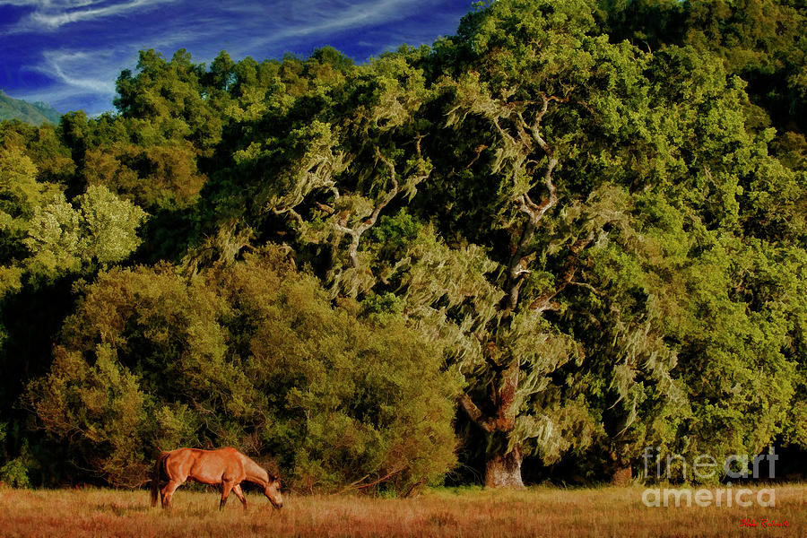 Rancho San Carlos Road Carmel Valley Tree And Horse Photograph by Blake Richards