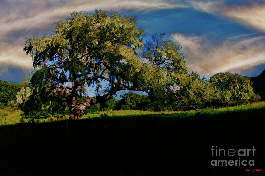 Rancho San Carlos Road Carmel Valley Tree Photograph by Blake Richards
