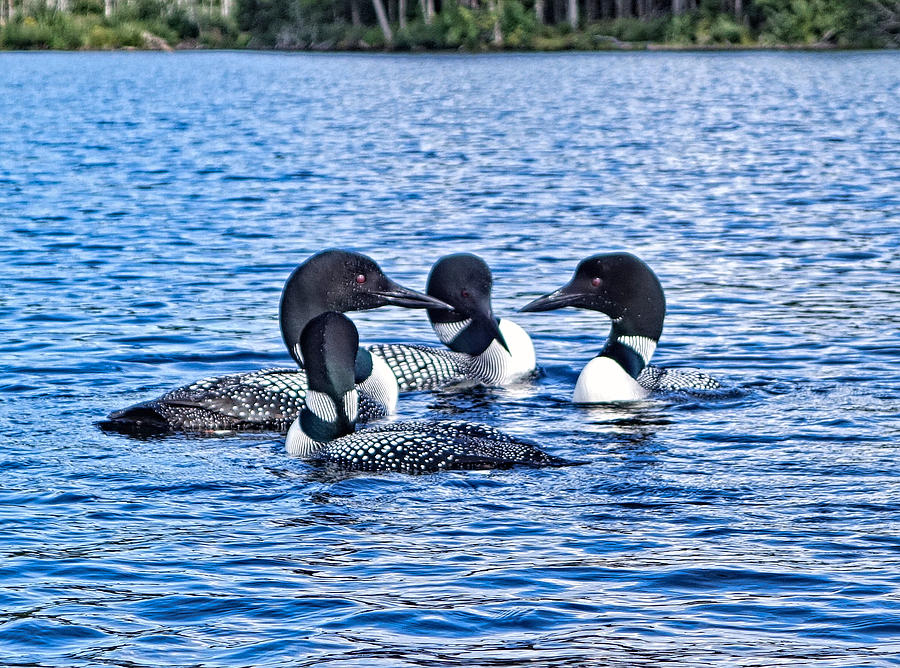 Rangeley Lake Loons Photograph by Russel Considine