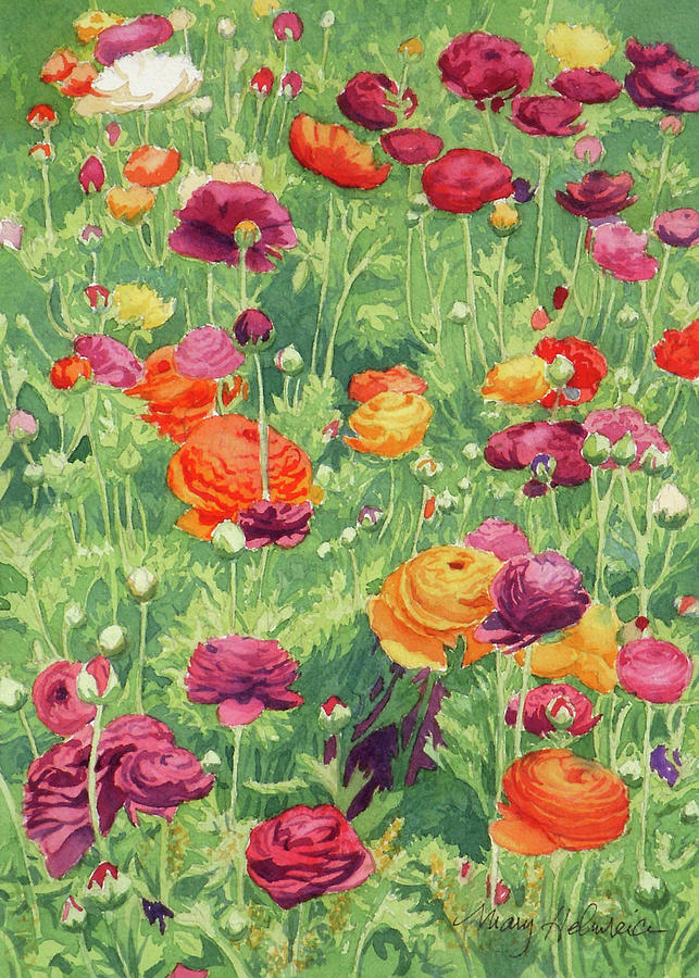 Flower Painting - Ranunculus 2020 by Mary Helmreich