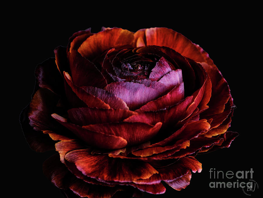 Flowers Still Life Photograph - Ranunculus 3 by Bobbie Nickey