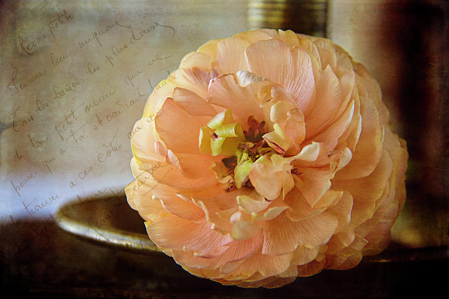 Ranunculus and Candlestick Photograph by Cindi Ressler