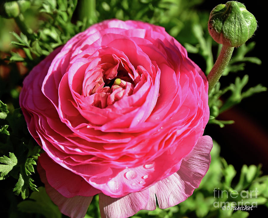 Ranunculus and the Raindrops Photograph by Debby Pueschel - Pixels