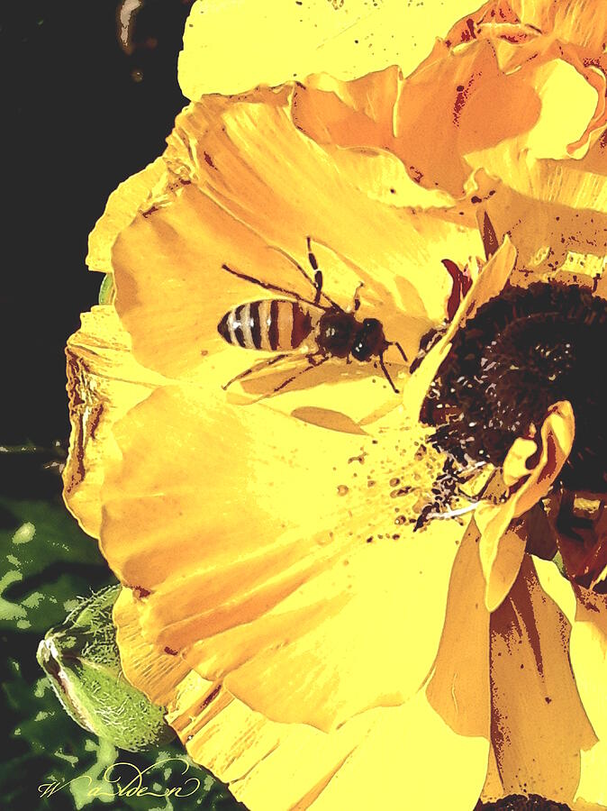 Ranunculus Bee Photograph by Carol Walden