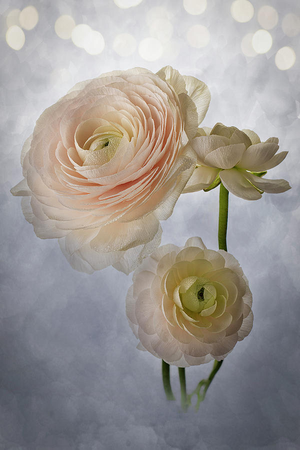 Mixed Media Mixed Media - Ranunculus - Delicate by Lily Malor