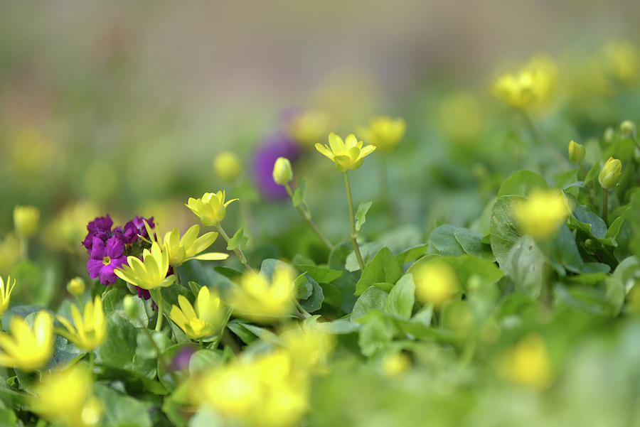 Ranunculus Ficaria Tiny Beauties Photograph by Jenny Rainbow