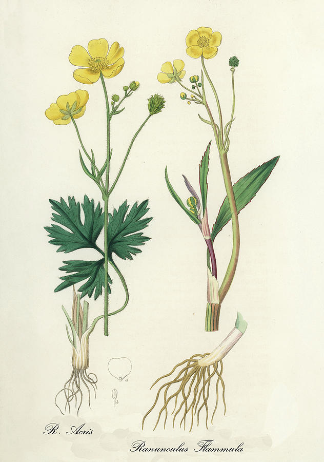 Nature Digital Art - Ranunculus Flammula - Lesser Spearwort -  Medical Botany - Vintage Botanical Illustration by Studio Grafiikka