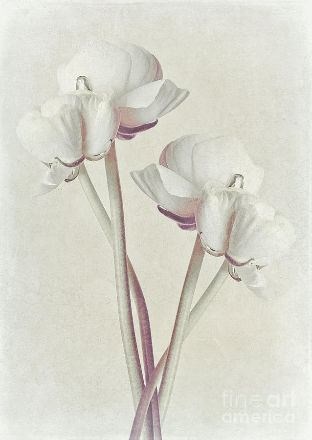Nature Mixed Media - Ranunculus Flower Art 2 by Amanda Jane