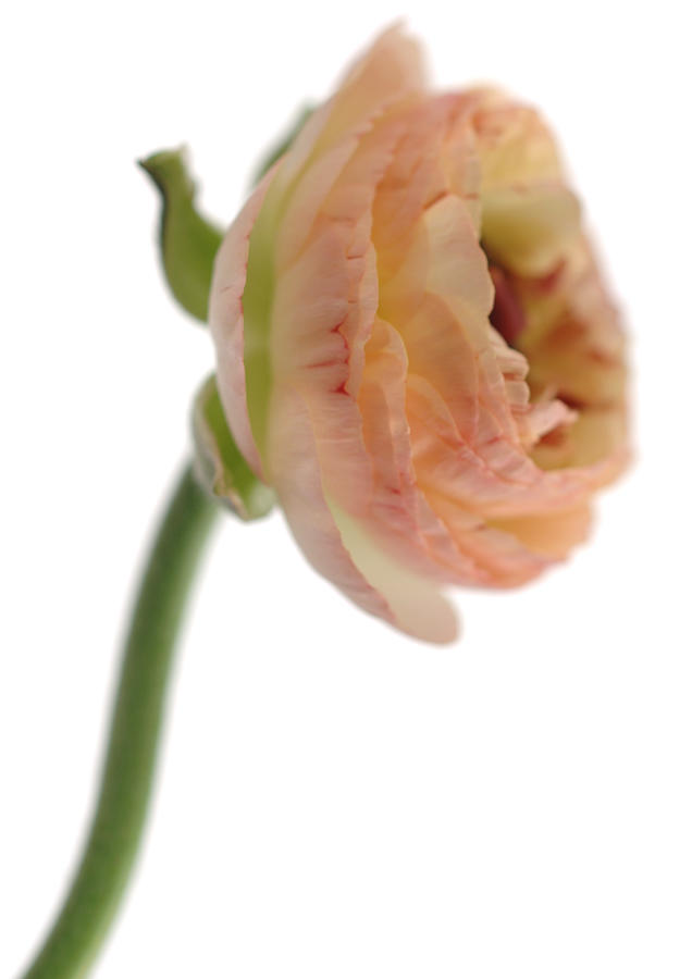 Ranunculus flower, close-up Photograph by Michele Constantini