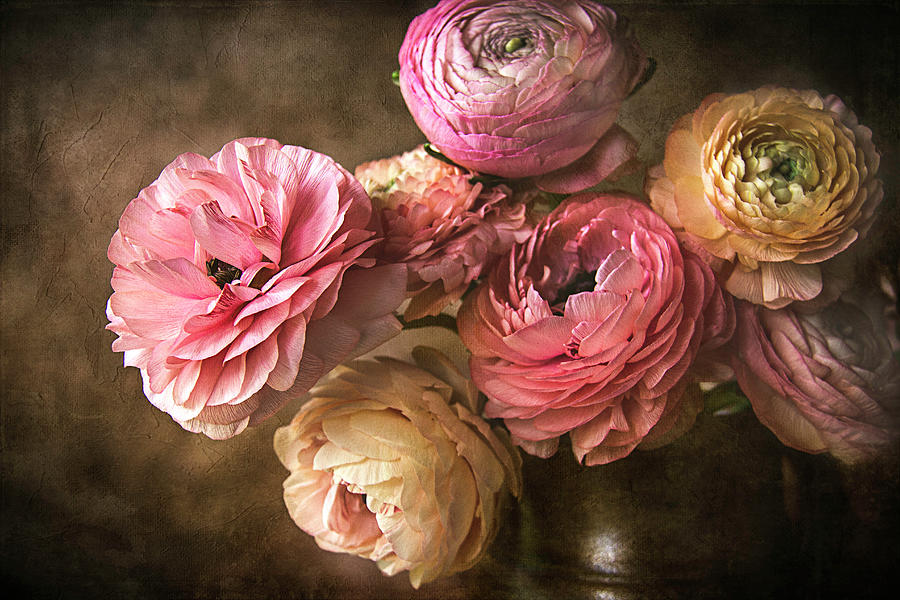 Ranunculus Flowers Photograph by Cindi Ressler