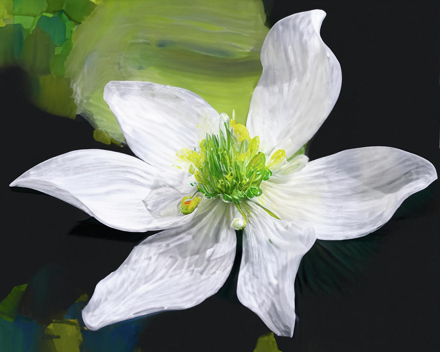 Ranunculus hystriculus- Painted Crative Vision Digital Art by Gary Geddes