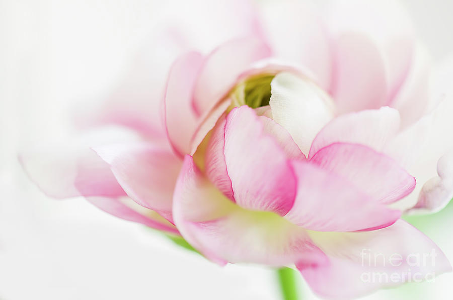 Ranunculus II Photograph by Nicole Markmann Nelson - Fine Art America