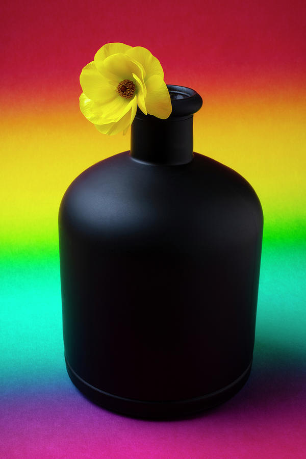 Ranunculus In Black Vase Photograph by Garry Gay
