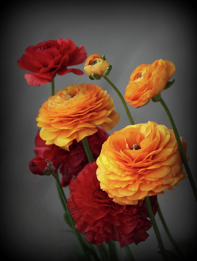 Ranunculus in Bloom Photograph by Jessica Jenney